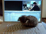 Editor Cat